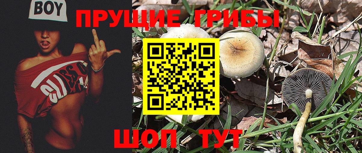 Псилоцибиновые грибы Psilocybine cubensis Гуково